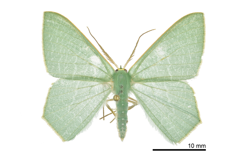 Thalassodes immissaria Male